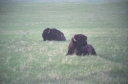 SCAN_0096