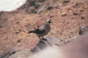 SCAN_0178