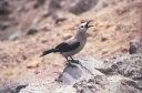SCAN_0184